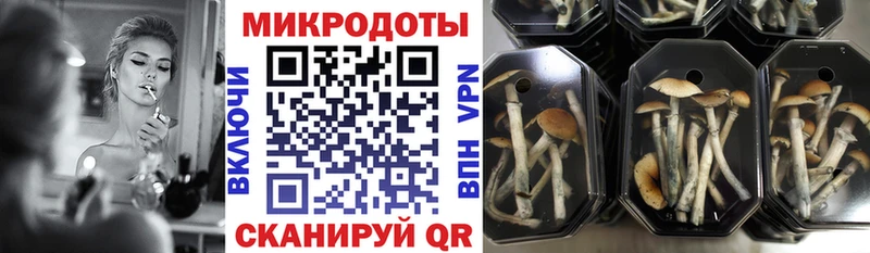 сколько стоит  Среднеуральск  Псилоцибиновые грибы Psilocybine cubensis 